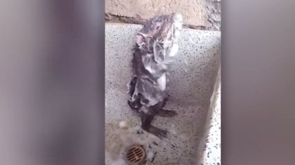 Помыла животик: крыса "принимает душ" как человек (Видео)