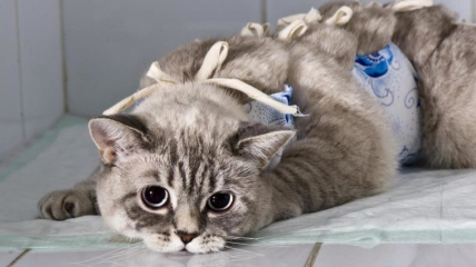 Стерилизация может уберечь кошку от онкологических заболеваний