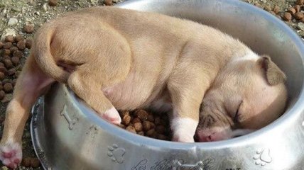 20 щенков, которые могут спать в самых неожиданных позах и местах