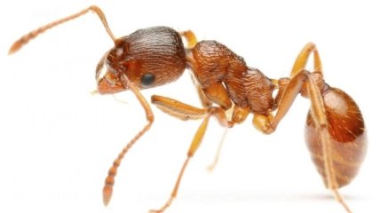 Найден гриб, который превращает муравьев в зомби