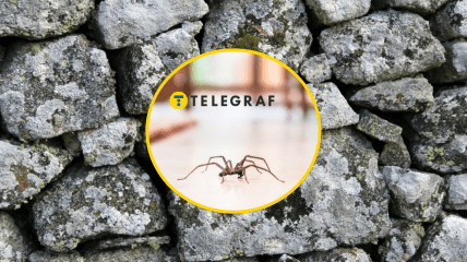 Редкие пауки в Украине