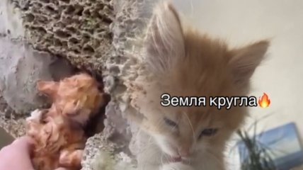 Известный котенок, спасенный после подрыва Каховской ГЭС, отомстил оккупантам - он их взорвал (видео)