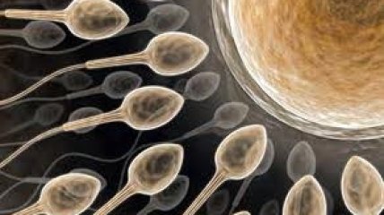 Искусственная сперма победит бесплодие