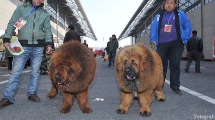 В китайском зоопарке собак "переодевали" львами, а крыс - рептилиями