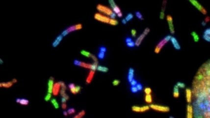 Прорыв исследований: Х-хромосома полностью расшифрована