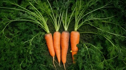 Нехитрый способ улучшить урожай моркови