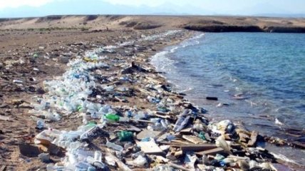 Стало известно, почему птицы в океане питаются пластиком