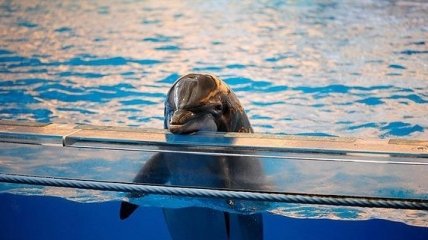 Интересные факты о дельфинах, которые вы не знали (Фото)