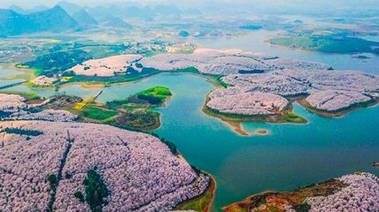 В Китае зацвела сакура: красота этого явления зашкаливает (Фото) 