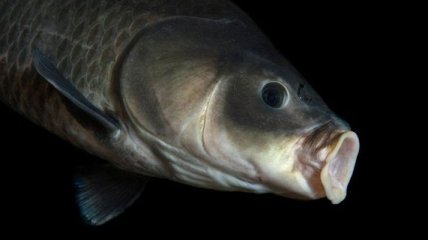 Ученые обнаружили самую старую пресноводную рыбу в истории человечества 