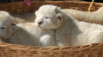 В немецком зоопарке родились уникальные белые львята