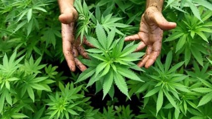  Германия узаконила марихуану для тяжелобольных