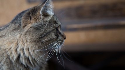 В основном изувера "привлекают" кошки