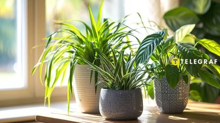 Комнатные растения не только красивы, но и полезны (изображено создано с помощью ИИ)