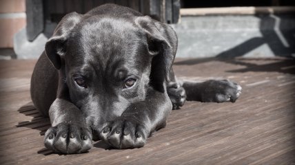 У Києві жорстоко вбили собаку