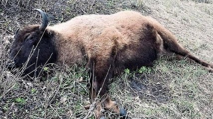 В Сумской области убили самку краснокнижного зубра 