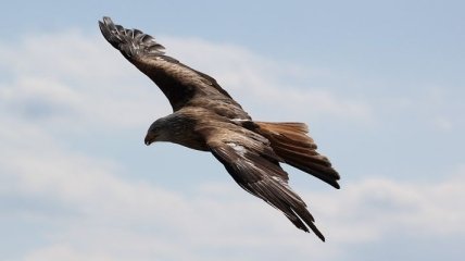 Стало известно, что темные перья птиц помогают им летать эффективнее