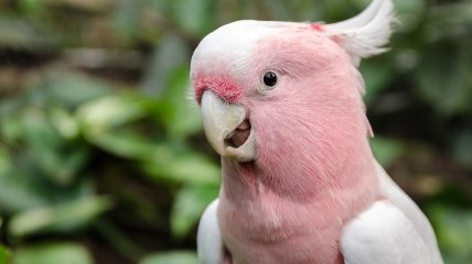 Папуга