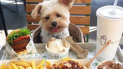 Некогда голодающая бездомная собака теперь каждый день обедает в ресторанах