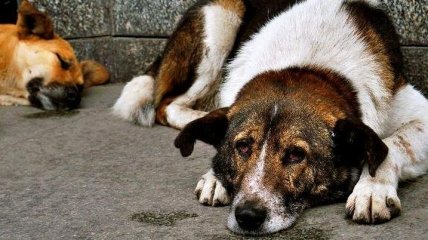 Спасение бездомных собак - в наших руках