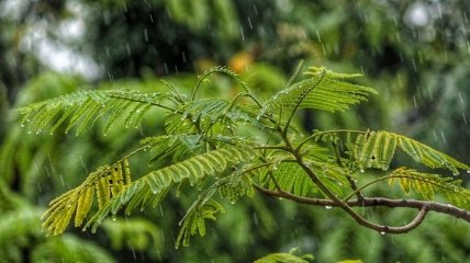 Дожди и похолодание: Чем удивит погода сегодня, 26 апреля