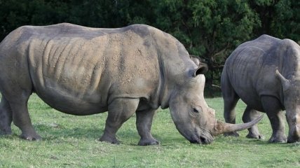 В ЮАР в нынешнем году браконьеры убили почти 300 носорогов 