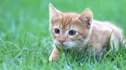 Тайна всех котов раскрыта: неожиданные факторы, заставляющие питомцев есть траву