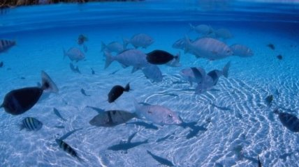Ученые: как рыбам удается быть невидимыми под водой