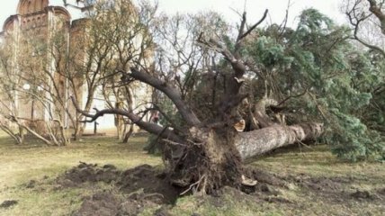 В Чернигове ураганный ветер повырывал деревья с корнями