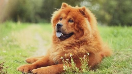 Удивительная порода собак, которая покорила пользователей ВК (Фото)
