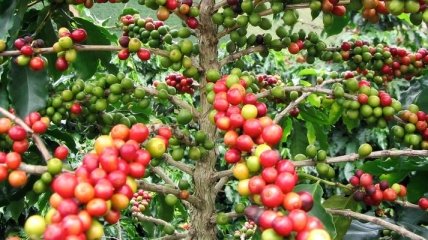 Ученые обнаружили уникальные гены кофеина