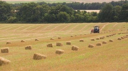 Урожай зерновых в Украине в 2015 году превысит 55 млн тонн