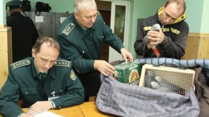 Российские таможенники вернули в Украину попугаев-нелегалов