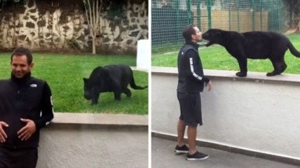 Пантера подкралась к мужчине, чтобы поцеловать его (Видео)