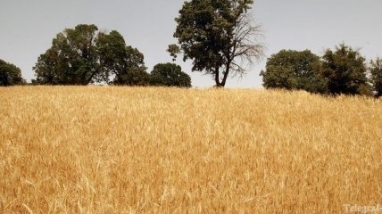 Пшеница дешевеет 4-й день подряд