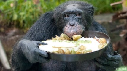 Ученые: Шимпанзе понимают основы кулинарии
