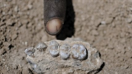 В Африке обнаружили нового предка человека