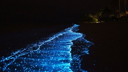 Необыкновенно светящийся пляж на Мальдивах, каким его можно увидеть только ночью (Фото)