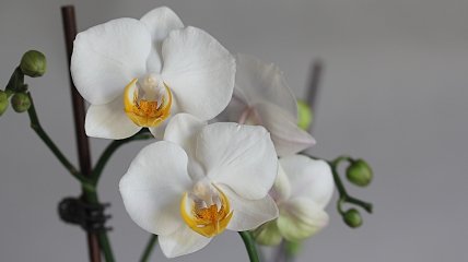 Как ухаживать за орхидеей зимой