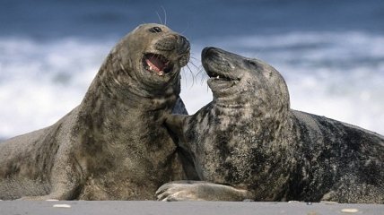 Ученые обнаружили тюленей-каннибалов 