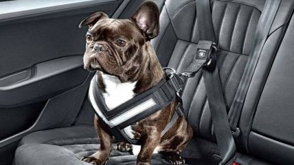 Компания Skoda представила ремень безопасности для собак