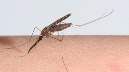 В Украине уже два человека умерло от "завезенной" малярии 