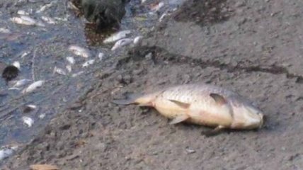 В Хмельницкой области в реке массово гибнет рыба