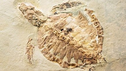 Фермер из Китая нашел окаменелости юрского периода