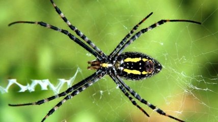 Ученые: укус паука действует на организм, как "Виагра"