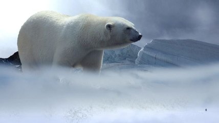 Белые медведи захватили архипелаг в Архангельской области: Введен режим ЧП