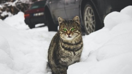 Зимой коты часто жмутся к машинам, чтобы согреться
