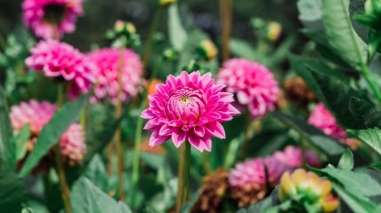 Георгин - красивый цветок для вашего сада