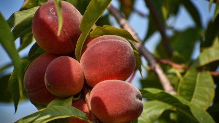 Чтобы персик хорошо родил летом, нужно позаботиться о его зимовке