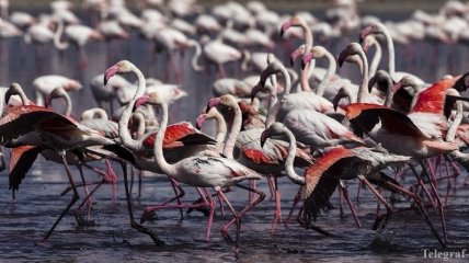 В Испании родилось рекордное число фламинго